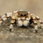 dreaming of spiders question image