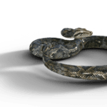 snake in dreams imagery