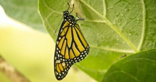 Spiritual Awakening Like A Butterfly Emerging From a Chrysalis