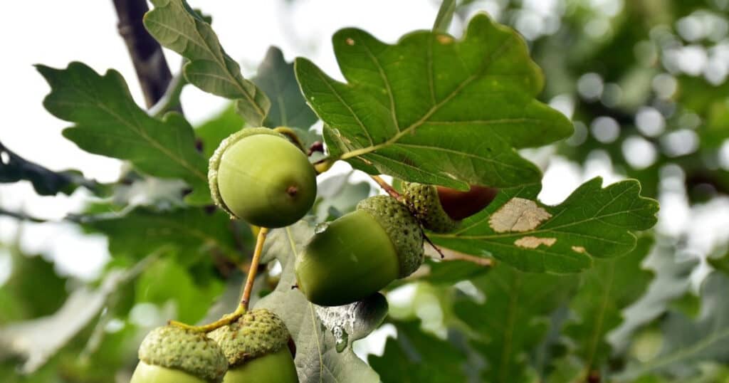 spiritual meaning of oak tree in dream or meditation