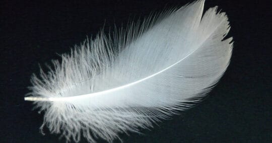 spiritual meaning of finding a feather featured image