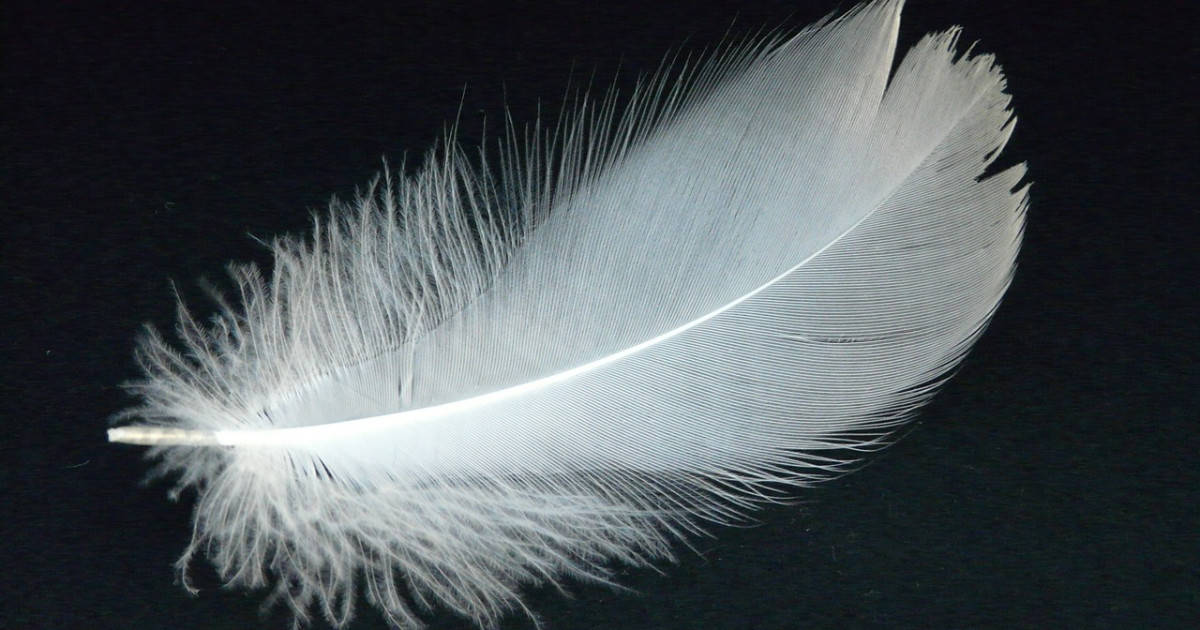 spiritual meaning of finding a feather featured image