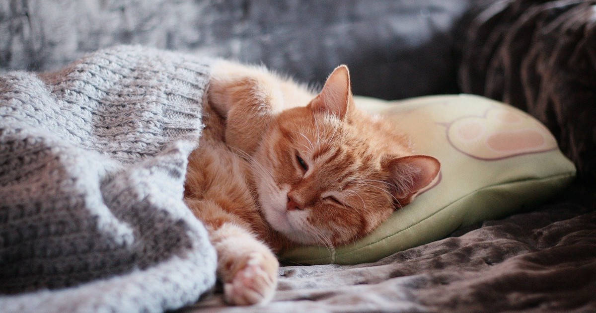 The Meaning Of Cats In Dreams