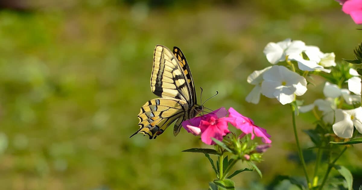 spiritual meaning of seeing a yellow butterfly featured image