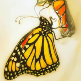 Painting of Monarch Butterfly emerging from chrysalis